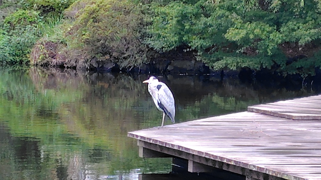 菰池公園に飛来したアオサギ