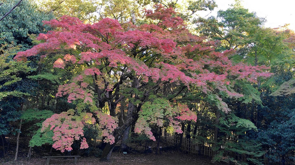 楽寿園駅前口イロハモミジ イロハモミジ