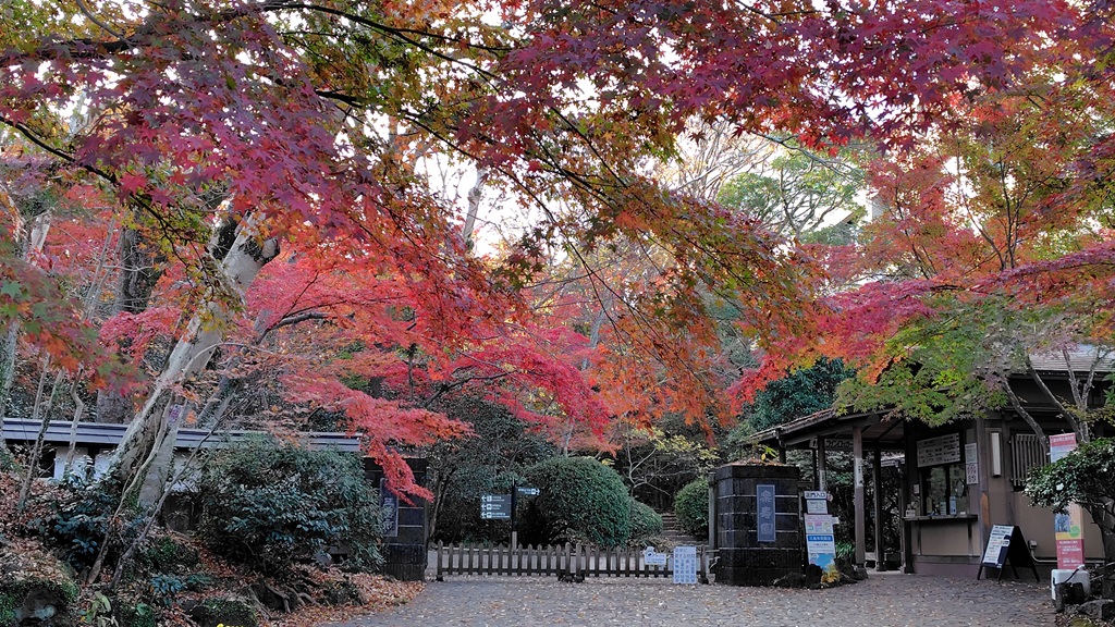 楽寿園正門前の紅葉 楽寿園正門