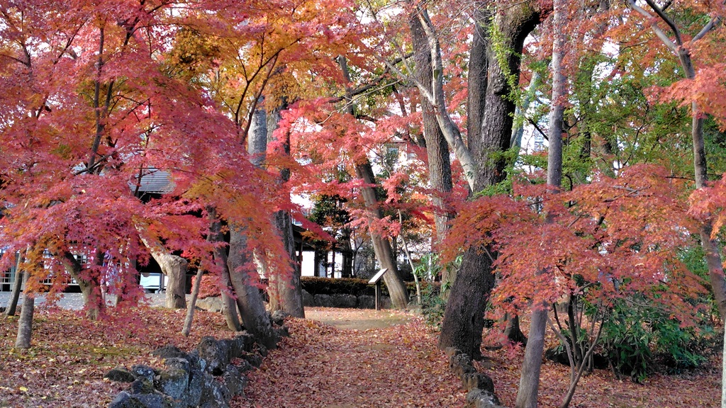 楽寿園駅前口を入って直ぐの紅葉 楽寿園正門入口前