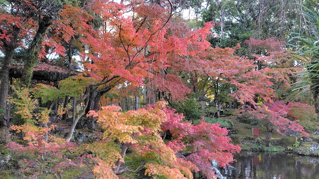 池には鯉や鴨も見られます 隆泉苑