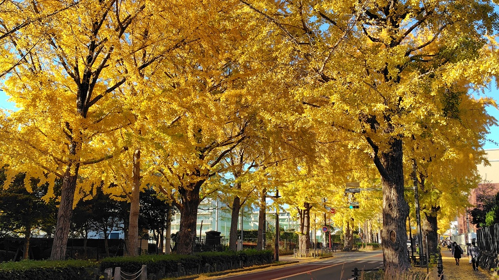 三島駅北口から徒歩約8分に広がるイチョウ並木。大正時代に植樹され約9m間隔で117本植えられています 三島駅北口学園通り