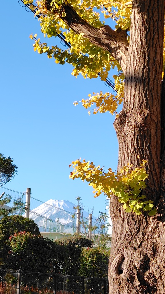 イチョウ並木からは富士山の姿も