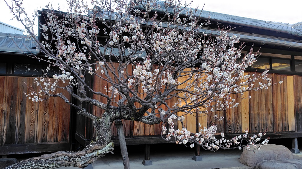 隆泉苑庭園(佐野美術館)の白梅が見頃に 隆泉苑の白梅