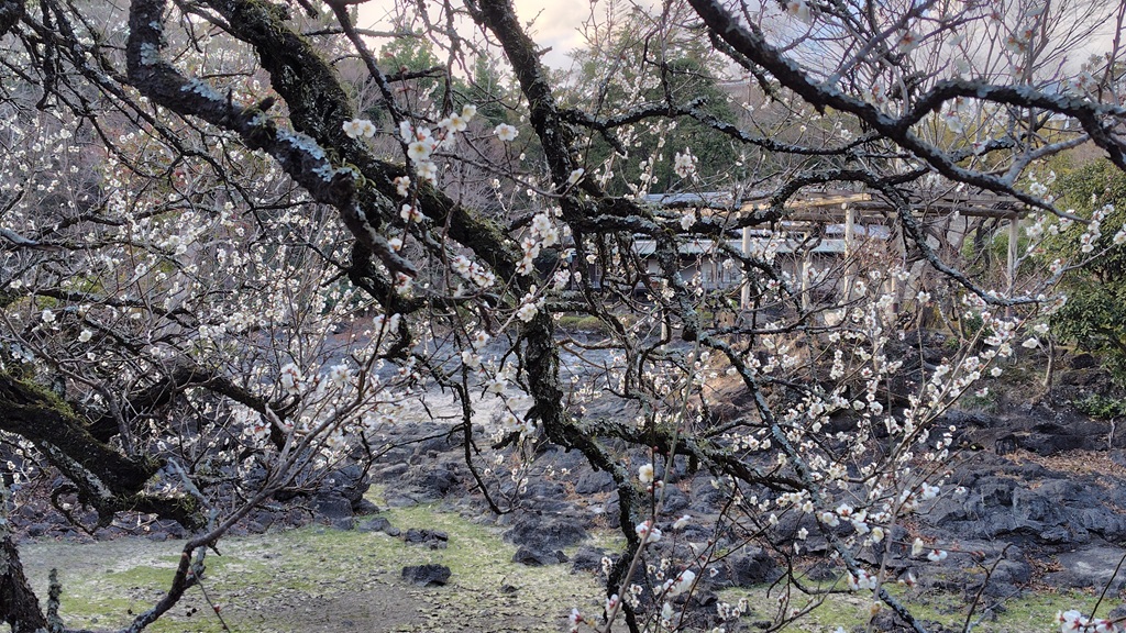 小浜池そばの白梅 小浜池