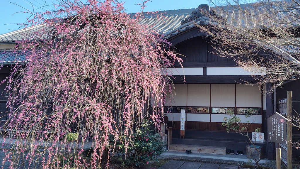 三嶋暦師の館の入口前にある紅梅 三嶋暦師の館