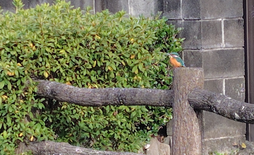 白滝公園から菰池公園に向かう道で カワセミ