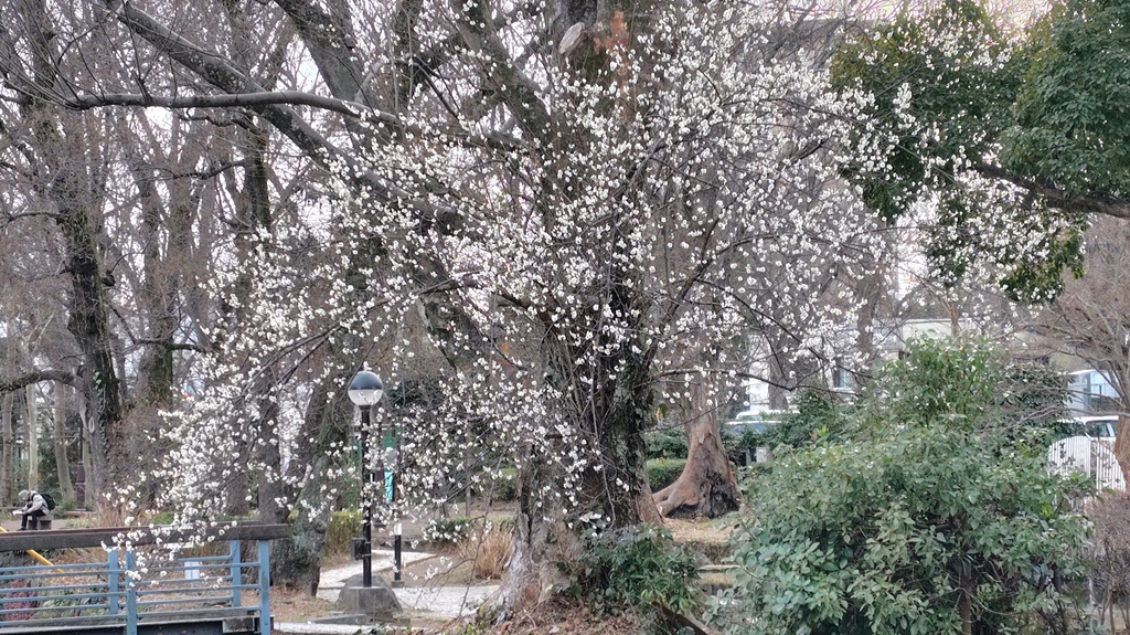 図書館に向かう橋の側で 白滝公園の梅の木
