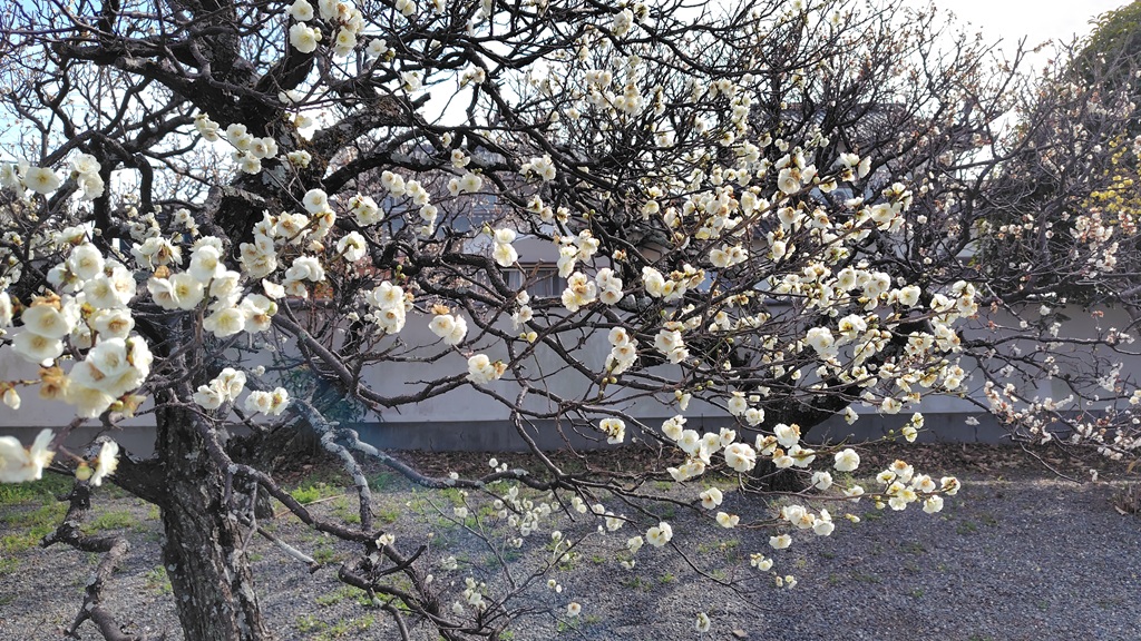 境内には沢山の梅の木が 梅龍寺の梅の木