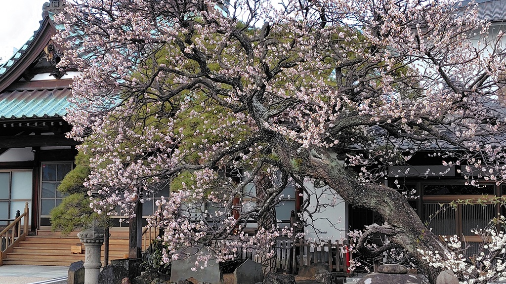 山門は樋口本陣の正門。境内に孝行犬の墓がある 園明寺の梅の木
