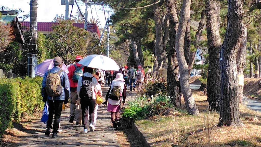初音ヶ原には松並木が1qにわたり残されている